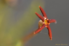 Jamesbrittenia atropurpurea