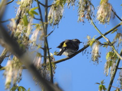 Setophaga coronata