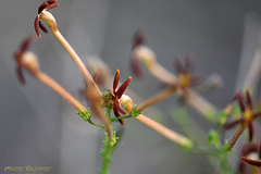 Jamesbrittenia atropurpurea