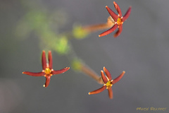 Jamesbrittenia atropurpurea