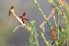 Jamesbrittenia atropurpurea