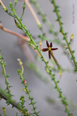 Jamesbrittenia atropurpurea