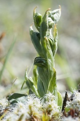 Pterostylis tristis