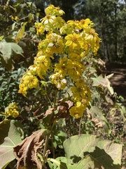 Rumfordia floribunda