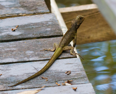 Uranoscodon superciliosus