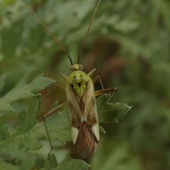 Reuterista instabilis