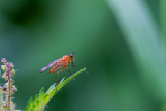 Empis stercorea