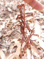 Bletia nitida