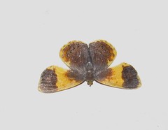 Opisthoxia fasciata