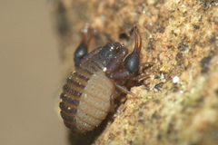Geogarypidae
