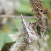Scoparia exilis - Photo (c) Jon Sullivan, algunos derechos reservados (CC BY)