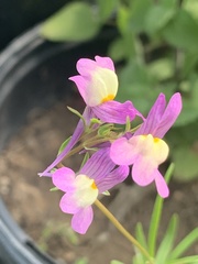 Linaria maroccana