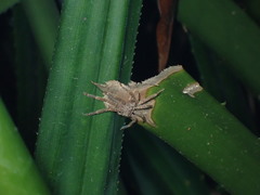 Heteropoda pingtungensis