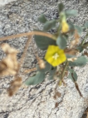 Physalis crassifolia infundibularis