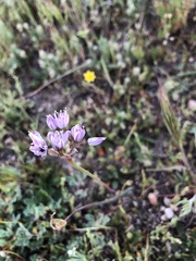 Allium howellii