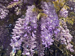 Wisteria