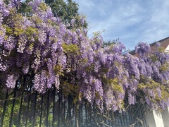 Wisteria