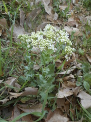 Lepidium draba