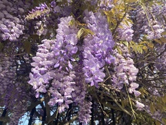 Wisteria