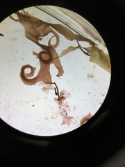 Acrosorium ciliolatum