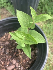 Endodeca serpentaria