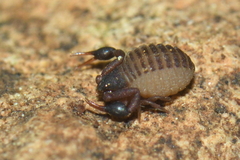Geogarypidae