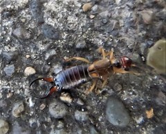 Forficula auricularia