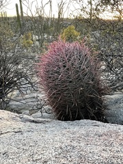 Ferocactus gracilis gracilis