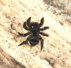 Corythalia conferta
