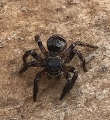 Corythalia conferta