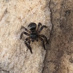 Corythalia conferta