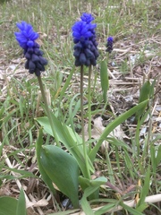 Muscari latifolium