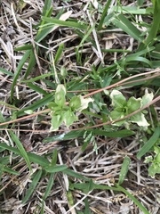 Mecardonia procumbens