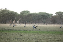 Giraffa camelopardalis antiquorum