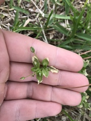 Mecardonia procumbens