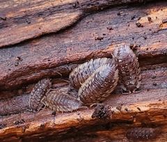 Oniscus asellus