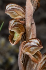 Pterostylis tristis