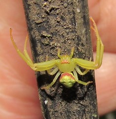 Misumenops callinurus