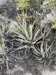 Agave cerulata