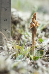 Pterostylis tristis