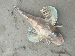 Prionotus punctatus