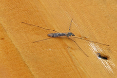 Tipula rufina