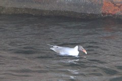 Chroicocephalus ridibundus