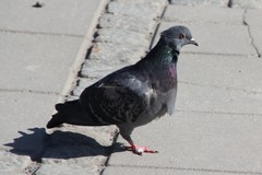 Columba livia domestica