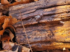Oniscus asellus