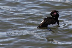 Aythya fuligula