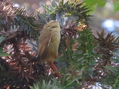 Cranioleuca obsoleta