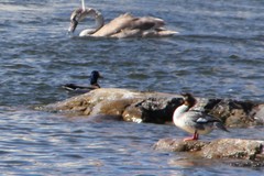 Mergus merganser