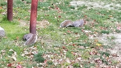 Sciurus carolinensis