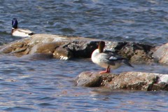 Mergus merganser